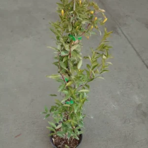 Carolina Jessamine Live Plant - Yellow Flowering Vine - 1 Gallon Pot - Fragrant