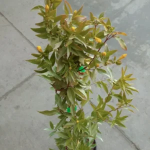 Carolina Jessamine Live Plant - Yellow Flowering Vine - 1 Gallon Pot - Fragrant