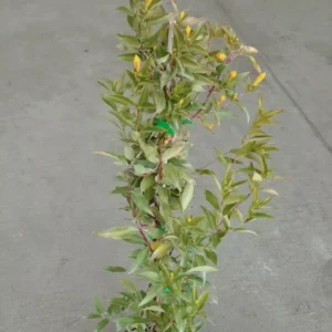 Carolina Jessamine Live Plant - Yellow Flowering Vine - 1 Gallon Pot - Fragrant