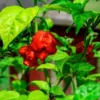 Carolina Reaper Pepper Plant - 2.5" Pot - World's Hottest Chili