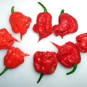 Carolina Reaper Pepper Plant - 2.5" Pot - World's Hottest Chili