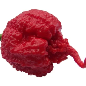 Carolina Reaper Pepper Plant - 2.5