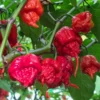 Carolina Reaper Pepper Plant 4" Pot - The Hottest Pepper Plant