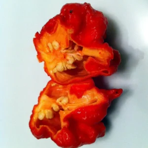 Carolina Reaper Pepper Plant 4