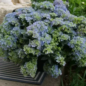 Cascade Hydrangea FAIRYTRAIL FRESCO - 4