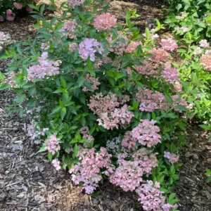 Cascade Hydrangea FAIRYTRAIL FRESCO - 4