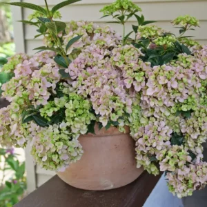 Cascade Hydrangea FAIRYTRAIL FRESCO - 4