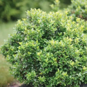 Castle Keep Blue Holly - Ilex - 4 Inch Pot - Evergreen Shrub