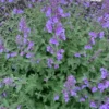 Catmint Perennial - Nepeta Plant - Quart Pot - Lavender Purple Flowers