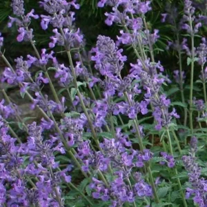 Catmint Perennial - Nepeta Plant - Quart Pot - Lavender Purple Flowers