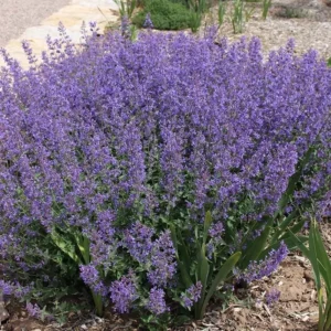 Catmint Perennial - Nepeta Plant - Quart Pot - Lavender Purple Flowers