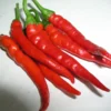 Cayenne Pepper Plant - 4 Inch Pot - Long Thin Red Hot Pepper Plant