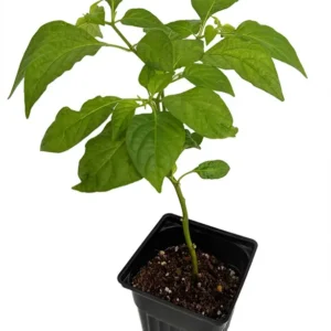 Cayenne Pepper Plant - 4 Inch Pot - Long Thin Red Hot Pepper Plant