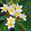 Celadine Plumeria Cutting - 13 to 15 Inch - Yellow White - Unbranded Tropical Plant