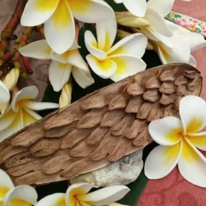 Celadine Plumeria Cutting 17 to 19 Inch Multi Tip Root + 3 Free Seeds