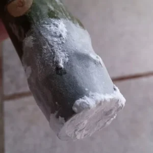 Celadine Plumeria Cutting 17 to 19 Inch Multi Tip Root + 3 Free Seeds