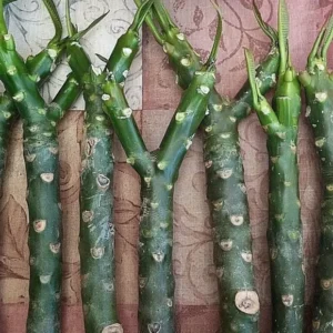 Celadine Plumeria Cutting 17 to 19 Inch Multi Tip Root + 3 Free Seeds