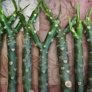 Celadine Plumeria Cutting 23 to 25