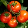 Celebrity Tomato Plant - 4 Inch Pot - Glossy and Bright Red - Vegetable Plant