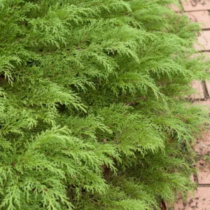 Celtic Pride Siberian Cypress - 4 Inch Pot - Microbiota Decussata Evergreen