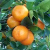 Centennial Kumquat Tree - 5 Inch Pot - Sweet Citrus Plant - No Ship to TX, FL, AZ, CA, LA,HI