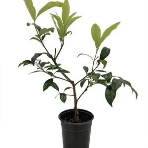 Centennial Kumquat Tree - 5 Inch Pot - Sweet Citrus Plant - No Ship to TX, FL, AZ, CA, LA,HI