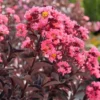 Center Stage Coral Crapemyrtle Plant - Lagerstroemia Indica - 4 Inch Pot - Pink Summer Flowers