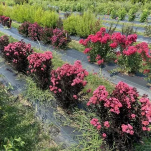Center Stage Coral Crapemyrtle Plant - Lagerstroemia Indica - 4 Inch Pot - Pink Summer Flowers