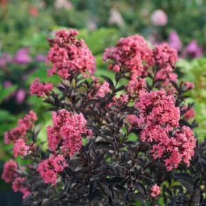 Center Stage Coral Crapemyrtle Plant - Lagerstroemia Indica - 4 Inch Pot - Pink Summer Flowers