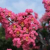 Center Stage Pink Crapemyrtle Plant - Lagerstroemia indica - 4 inch Pot - Flowering Shrub