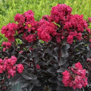 Center Stage Pink Crapemyrtle Plant - Lagerstroemia indica - 4 inch Pot - Flowering Shrub