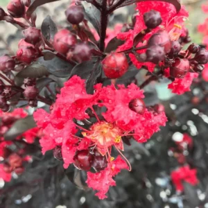 Center Stage Red Crapemyrtle Tree Lagerstroemia indica - 4 inch Pot - Summer Blooms