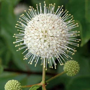 Cephalanthus Occidentalis Buttonbush Plant - 4" Pot - Dwarf Shrub