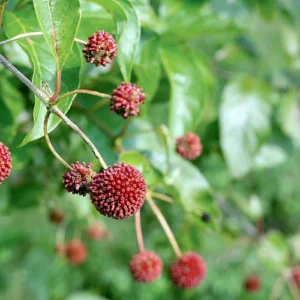 Cephalanthus Occidentalis Buttonbush Plant - 4