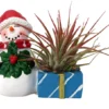 Ceramic Snowman Planter with Air Plant - Santa Hat - 4 Inch - Holiday Decoration