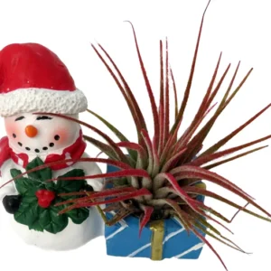 Ceramic Snowman Planter with Air Plant - Santa Hat - 4 Inch - Holiday Decoration