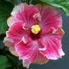 C'est Bon Cajun Hibiscus - Hardy Hibiscus Live Plants - 1 Gallon Pot - Tropical Blooms for Your Garden