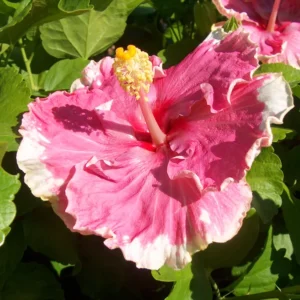 C'est Bon Cajun Hibiscus - Hardy Hibiscus Live Plants - 1 Gallon Pot - Tropical Blooms for Your Garden