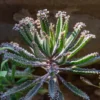 Chandelier Mother of Thousands - Kalanchoe delagoensis - Succulent Plants 2" Pots