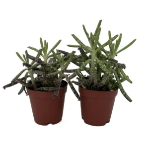 Chandelier Mother of Thousands - Kalanchoe delagoensis - Succulent Plants 2" Pots