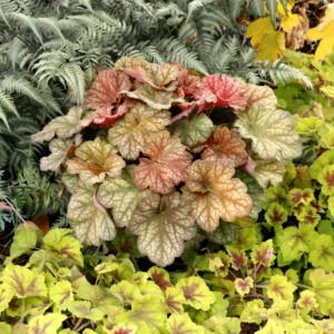 Changeling Heuchera Coral Bells Live Plant - 3 Inch Pot - Shade Perennial