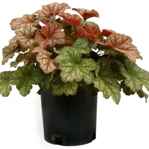 Changeling Heuchera Coral Bells Live Plant - 3 Inch Pot - Shade Perennial