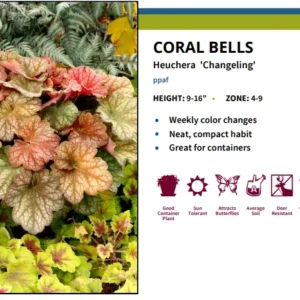 Changeling Heuchera Coral Bells Live Plant - 3 Inch Pot - Shade Perennial