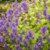 Chartreuse Catmint Perennial Nepeta - Gallon Pot - Flowering Plant