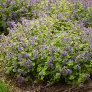 Chartreuse Catmint Perennial Nepeta - Gallon Pot - Flowering Plant