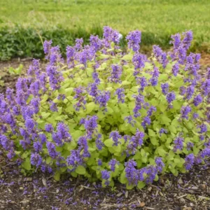 Chartreuse Catmint Perennial Nepeta - Gallon Pot - Flowering Plant