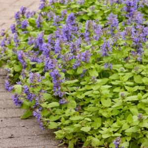 Chartreuse Catmint Perennial Nepeta - Gallon Pot - Flowering Plant