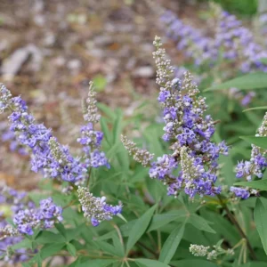 Chaste Tree Rock Steady Vitex Agnus-Castus - 4 inch Pot - Lavender Flowers