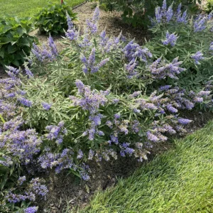 Chaste Tree Rock Steady Vitex Agnus-Castus - 4 inch Pot - Lavender Flowers