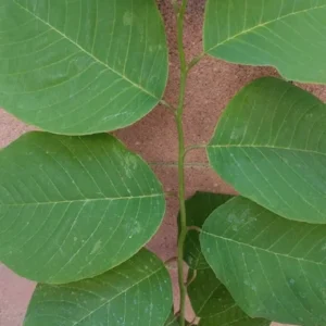 Cherimoya Tropical Fruit Tree Seedling, 25 to 30 inch Height, 1 Gallon Pot, Tropical Climate